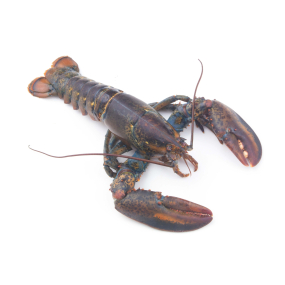 American Lobster 