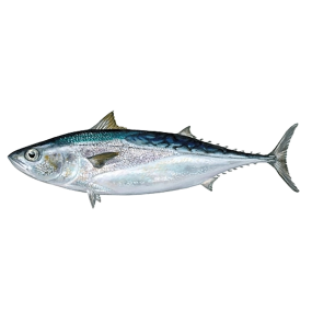 Bullet Tuna
