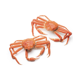 Snow Crab