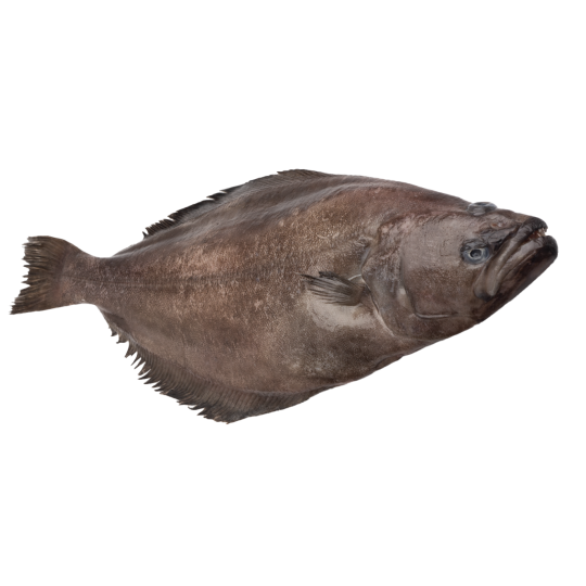 Greenland Halibut / Turbot 