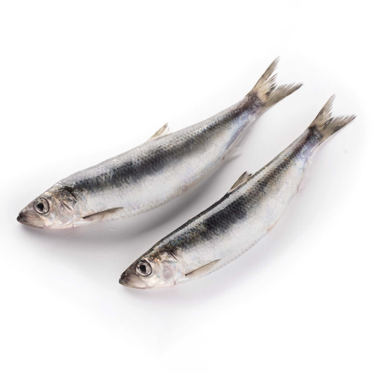 Herring