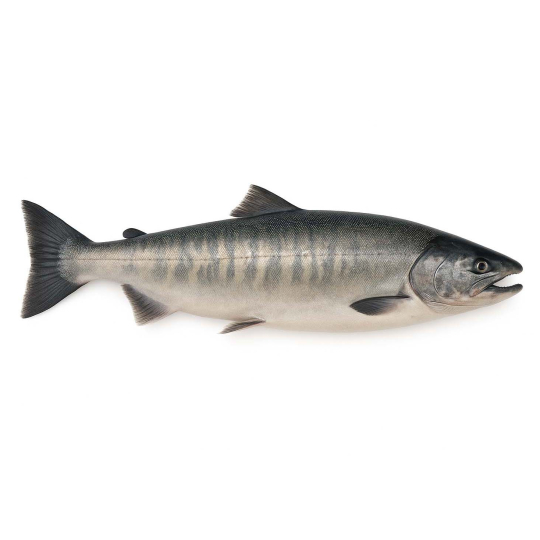 Chum Salmon