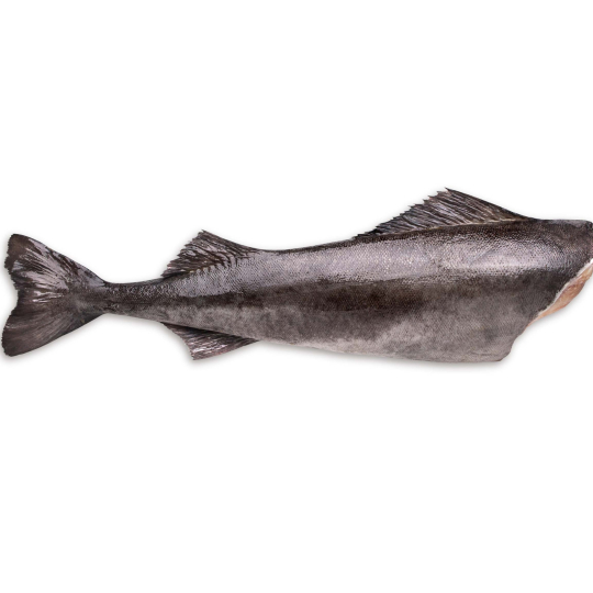 Sablefish