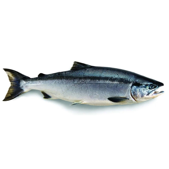 Sockeye Salmon 