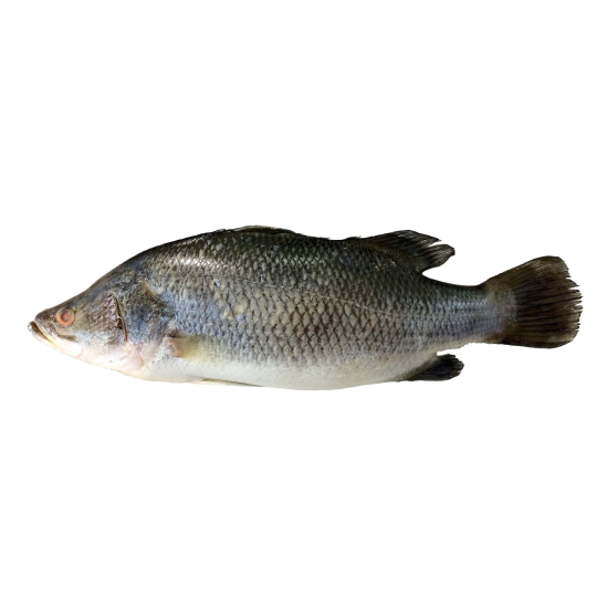 Barramundi